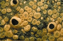 চিত্র:Coral3.jpg
