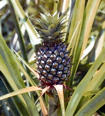 চিত্র:Painapple.jpg