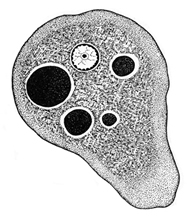 চিত্র:ProtozoaA.jpg