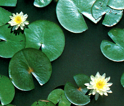 চিত্র:FloraPalant4.jpg