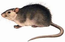 চিত্র:Rat.jpg