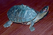 চিত্র:TurtleTortoise4.jpg