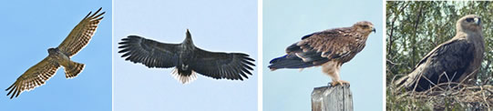 চিত্র:Eagle2.jpg