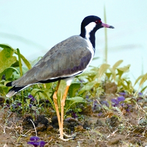চিত্র:LapwingRed-wattled.jpg