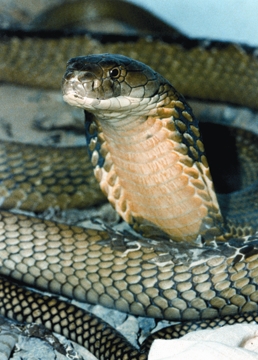 চিত্র:SnakeRajGokhra.jpg