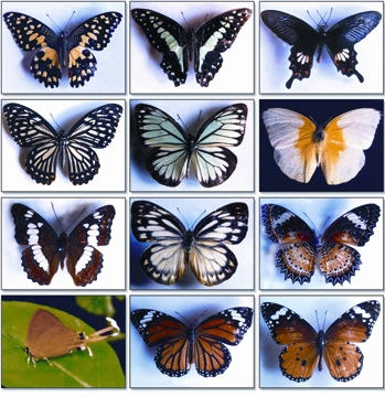 চিত্র:Butterflies.jpg