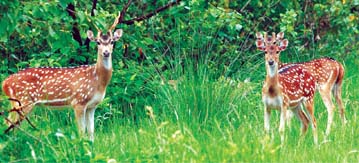 চিত্র:DeerSpotted2.jpg