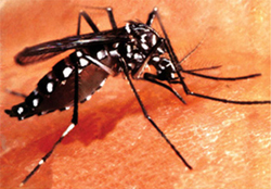 চিত্র:MosquitoAedes.jpg