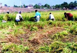 চিত্র:Farming04.jpg