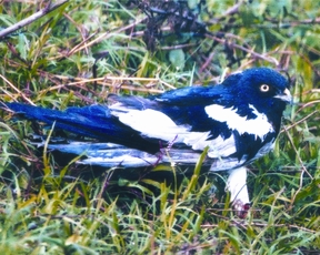 চিত্র:HarrierPied.jpg