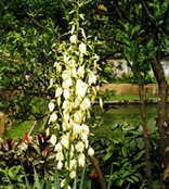 চিত্র:OrnamentalPlants3.jpg