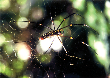 চিত্র:Spiderwithnet.jpg