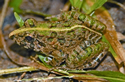 চিত্র:FrogToad.jpg