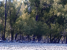 চিত্র:KeoraTree.jpg