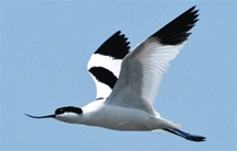চিত্র:PiedAvocet.jpg