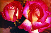 চিত্র:Rose 03.jpg