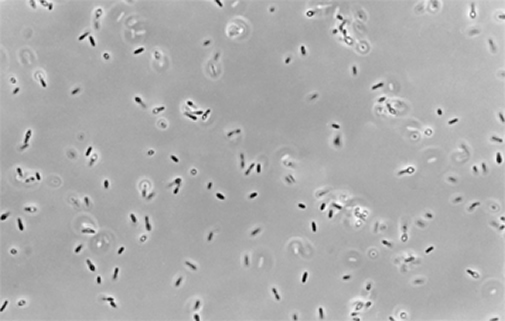 চিত্র:Bacteria.jpg