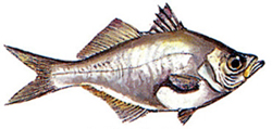চিত্র:Chanda1.jpg