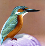 চিত্র:KingfisherCommon.jpg