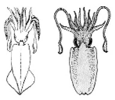 চিত্র:Decapoda03.jpg