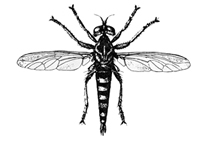 চিত্র:FlyRobber.jpg