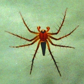 চিত্র:Spider07.jpg