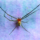 চিত্র:Spider06.jpg