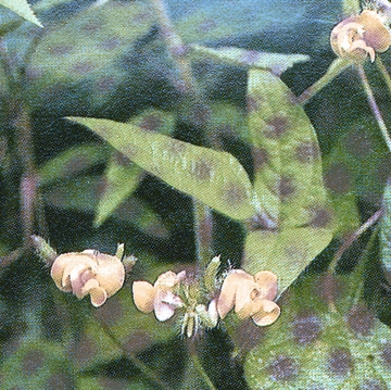 চিত্র:1298. Vigna radiata-Book.jpg