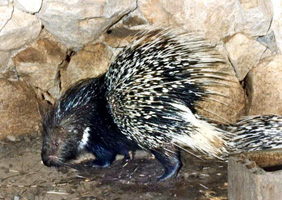 চিত্র:Porcupine.jpg