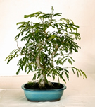 চিত্র:Bonsai3.jpg