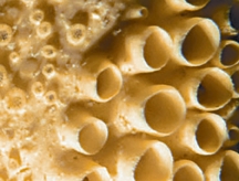 চিত্র:Coral1.jpg