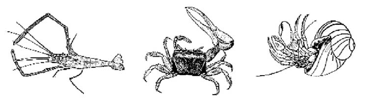 চিত্র:Decapoda01.jpg