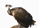 চিত্র:PeafowlCommonFemale.jpg