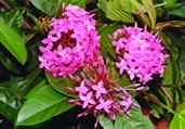 চিত্র:GardenFlowerIxora.jpg