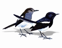 চিত্র:MagpieRobin.jpg