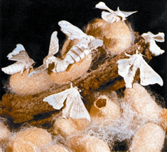 চিত্র:Silkworm.jpg