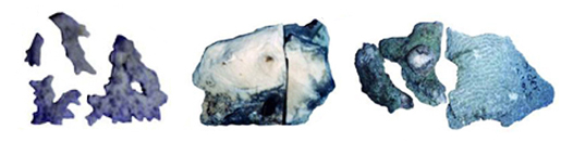 চিত্র:Coral01.jpg