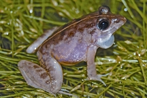 চিত্র:FrogToad5.jpg