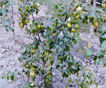 চিত্র:Jujube2.jpg