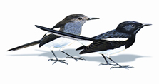 চিত্র:MagpieRobinart.jpg