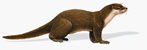 চিত্র:OtterCommon.jpg