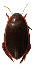 চিত্র:Beetle3Hydrophilid.jpg