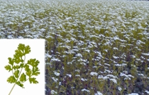 চিত্র:Coriander.jpg