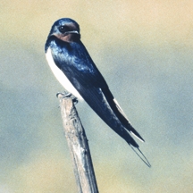 চিত্র:SwallowBarn.jpg