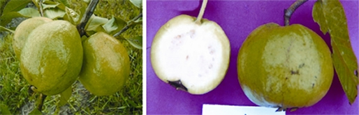 চিত্র:GuavaBari.jpg