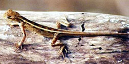 চিত্র:LizardRaktoChusa.jpg