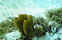 চিত্র:BiodiversitySponge.jpg