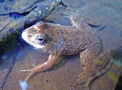 চিত্র:FrogToadEuphlyctisCyanophlyctis.jpg