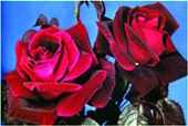 চিত্র:Rose 01.jpg