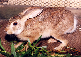 চিত্র:Hare.jpg